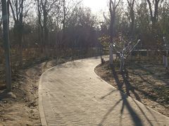 -大兴滨河森林公园