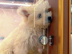 -翊宠yipet猫狗购宠庄园犬舍•猫舍