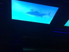 -海洋公园海洋列车－海滨站