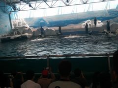 -秦皇岛乐岛海洋王国