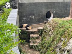 -中国大熊猫保护研究中心雅安碧峰峡基地