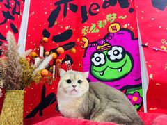-爱洗澡的猫(望京店)