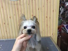 -爱宠屋pet shop·宠物洗澡·宠物美容
