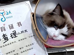 -萌兽医馆·宠物医院·猫骨科(创景店)