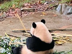 -都江堰中华大熊猫苑