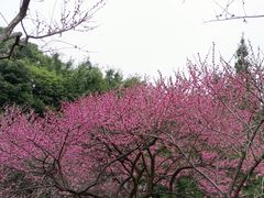 -重庆彩云湖湿地公园