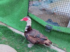 -前小桔亲子创意农场·草莓采摘·露营烧烤