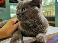 -猫小院猫主题餐厅(三里屯店)