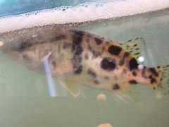 -好灶头妈妈菜·柴火灶台鱼·千岛湖土菜地标美食