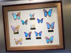 -上海昆虫博物馆