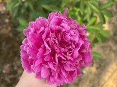 -扬州芍药园(仪征市)