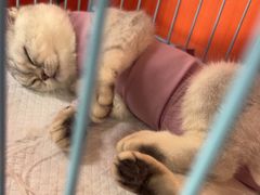 -瑞派福兴宠物医院犬猫全科·骨科·中西医结合(河东店)