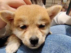 -逗柴咖啡屋·狗咖猫咖宠物桌游
