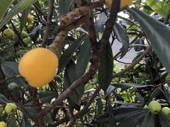 -塘栖枇杷特色园区