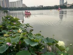 -莲花池公园