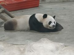 -栾川竹海野生动物园