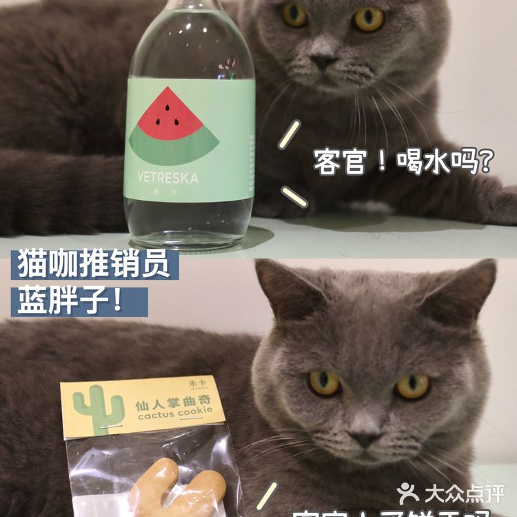 2年养宠经验宠物博主‼️都难逃过未卡猫空间