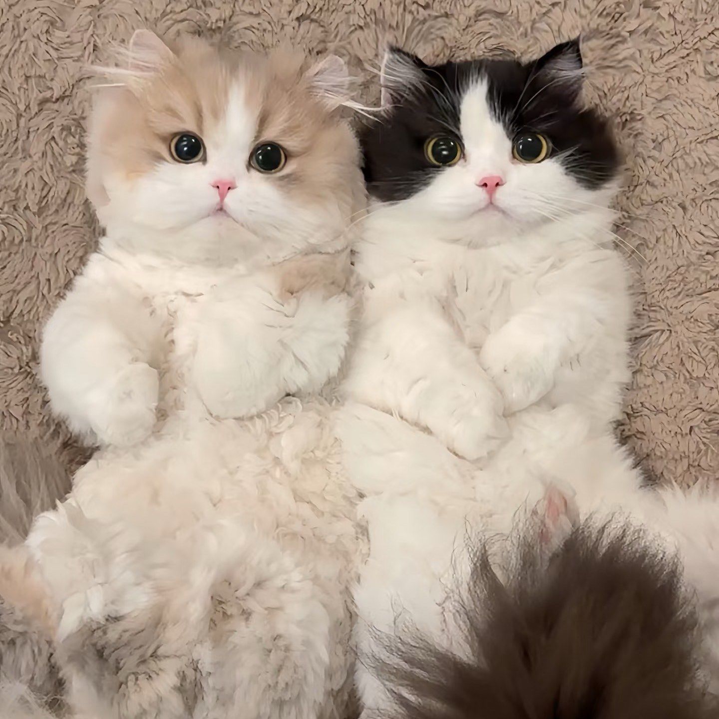 小猫和她的好朋友