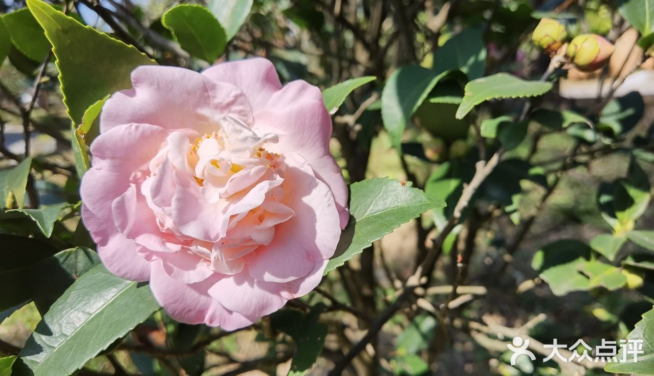 御花園位置就在正門入口右手邊