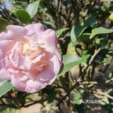御花園位置就在正門入口右手邊