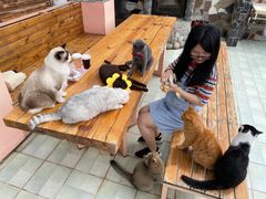 -喵屿·大理花园猫咖