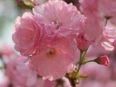 -天适樱花悠乐园