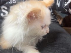 -宠福鑫康馨动物医院·骨科·眼科
