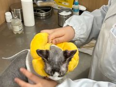 -米苏动物医院·犬猫专科·骨科外科内窥镜