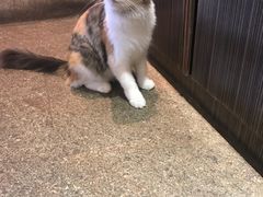 -more than meow吴止猫主题餐厅(承德 中船汇店)