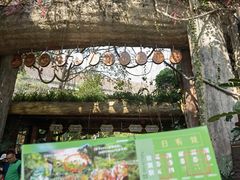 -西双版纳原始森林公园