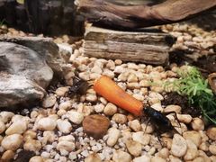 -上海昆虫博物馆