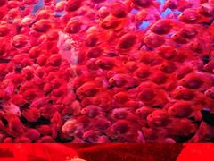 -多彩贵州城极地海洋世界