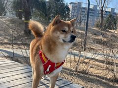 -宠福鑫动物医院(城北分院)