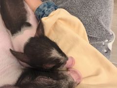 -浣熊柯尔鸭土拨鼠·电玩咖