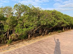 -宝安西湾红树林湿地公园