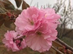 -天王浮山樱花园
