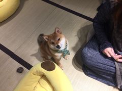 -逗柴咖啡屋·狗咖猫咖宠物桌游