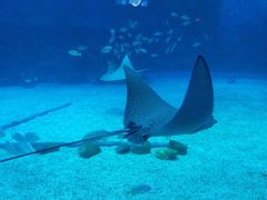 -烟台海昌鲸鲨海洋公园