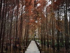 -桤木河湿地公园