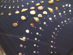 -青岛贝壳博物馆