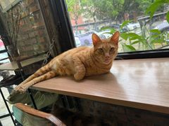 -豆逗聊愈猫阁Easy Life