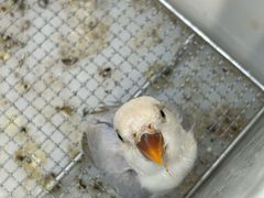 -爱侣宠医·鹦鹉专科·小型哺乳类·异宠专科(灵石路店)