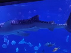 -烟台海昌鲸鲨海洋公园