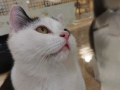 -藏猫猫咖啡主题馆(中央大道店)