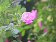 -颐和路民国时期公馆风貌区