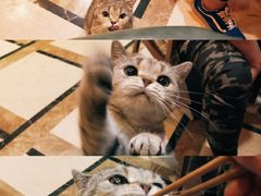 -猫色咖啡·猫咖
