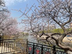 -桃花堤公园
