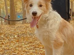 -汉景帝阳陵博物院