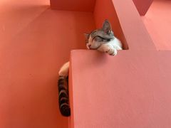 -藏猫猫咖啡主题馆(中央大道店)