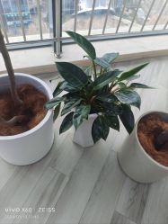 -HEYAN荷妍专业脱毛连锁机构